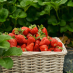 Footer Gallery Image